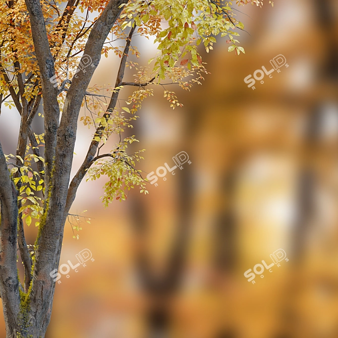 Autumn Beech: Majestic American Beauty 3D model image 5