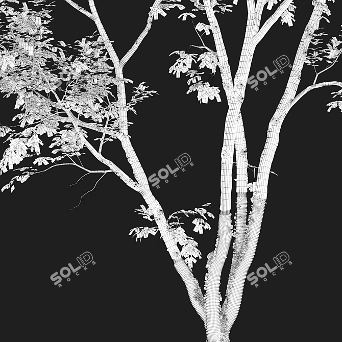 Autumn Beech: Majestic American Beauty 3D model image 6