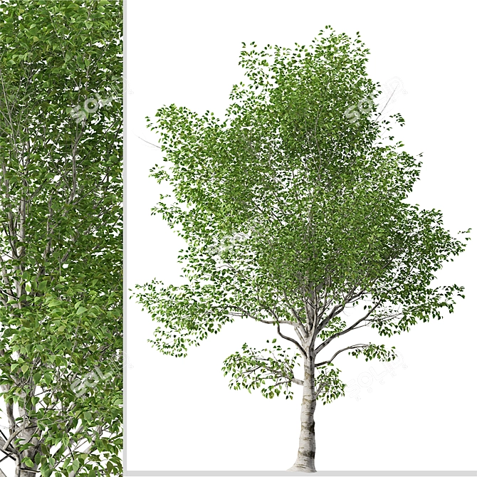 Himalayan Birch Tree Set (2 Trees) 3D model image 4