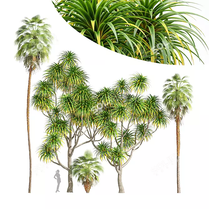 Tangihua Northland Mex. Fan Palm: 4K Texture, Multiple Models & Render Engines 3D model image 1