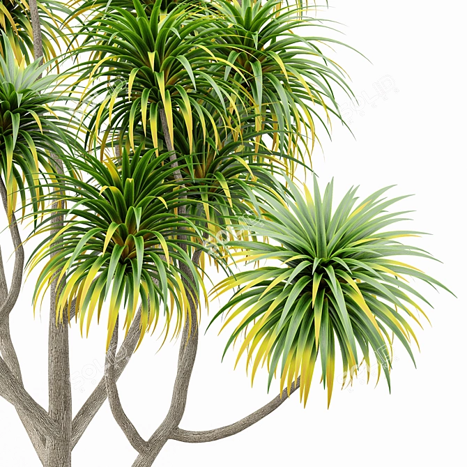 Tangihua Northland Mex. Fan Palm: 4K Texture, Multiple Models & Render Engines 3D model image 2