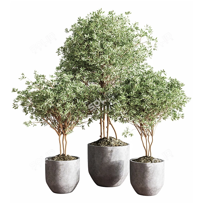 Cascading Greenery Indoor Plant Set 3D model image 3
