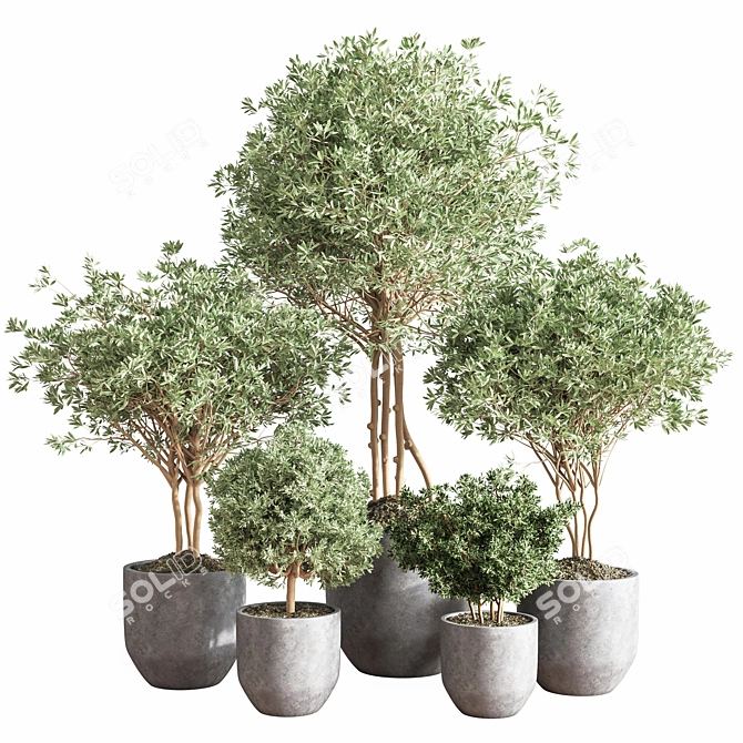 Vibrant Indoor Plant Set - Vray Render 3D model image 1