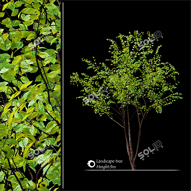 3m Tree Corona Render: High-Quality 3D Model 3D model image 1