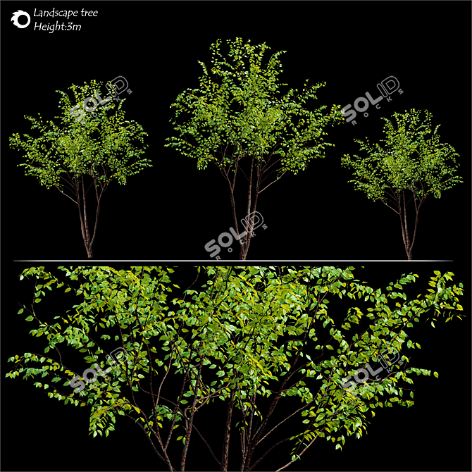 3m Tree Corona Render: High-Quality 3D Model 3D model image 2