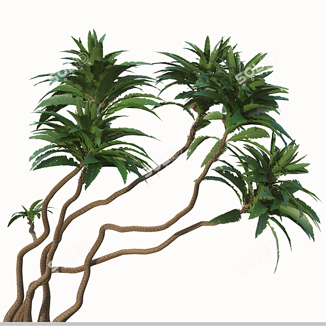 Exotic Duo: Ficus Pseudopalma (2 Trees) 3D model image 2