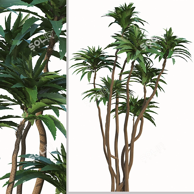 Exotic Duo: Ficus Pseudopalma (2 Trees) 3D model image 4