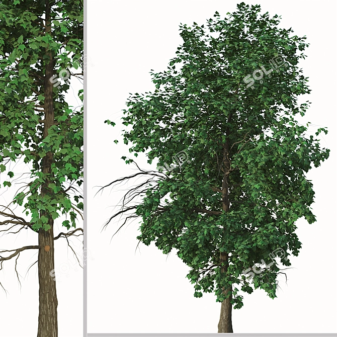 Acer Buergerianum Set: Trident Maple (2 Trees) 3D model image 2