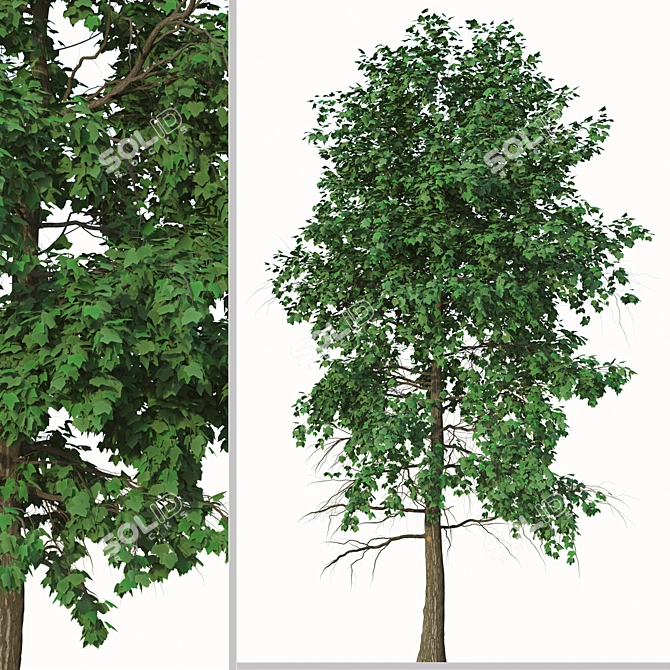 Acer Buergerianum Set: Trident Maple (2 Trees) 3D model image 3