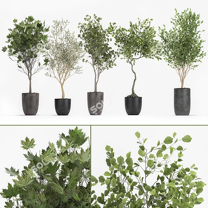 Olive Tree, Ginkgo Biloba & More: 1050-Piece Decorative Plant Collection 3D model image 1