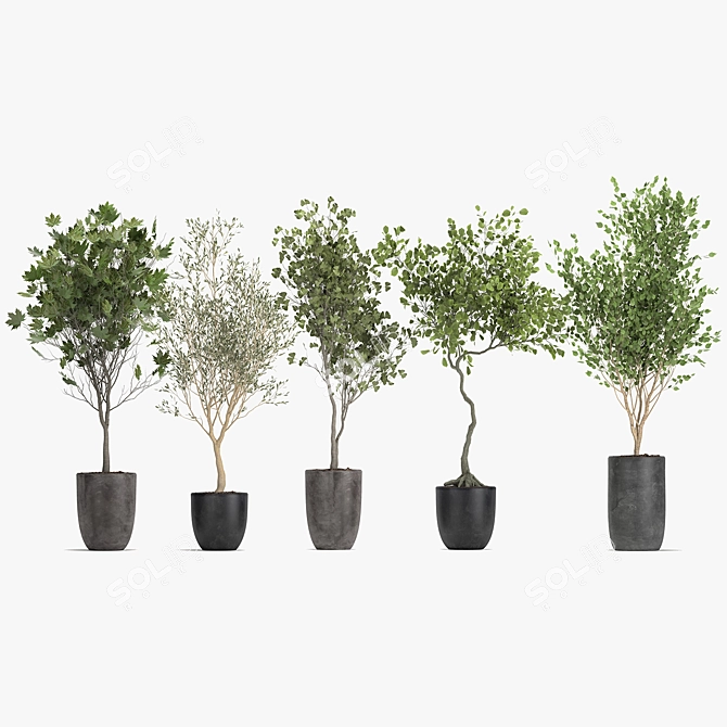 Olive Tree, Ginkgo Biloba & More: 1050-Piece Decorative Plant Collection 3D model image 6