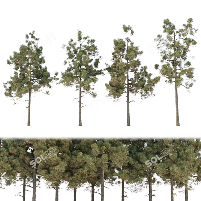 Pine Trees Pack Vol. 39 - High-Quality 3D Models 3D model image 1