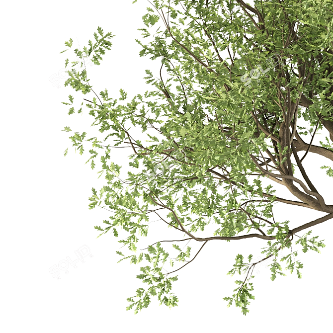 Canyon Oak Trees - Evergreen Beauty 3D model image 2