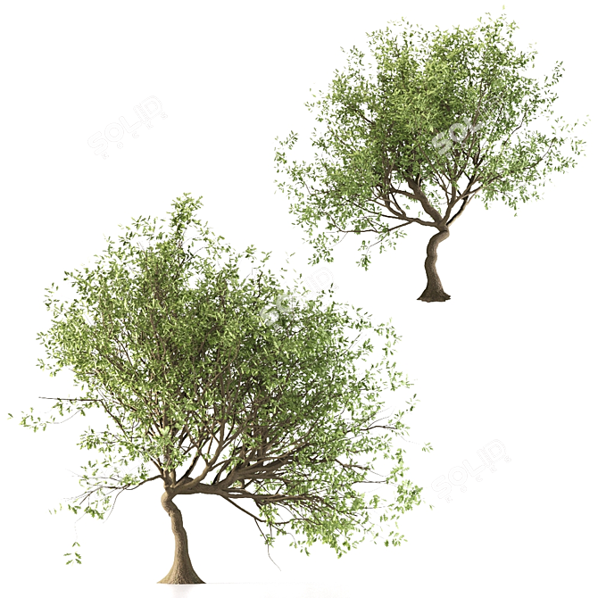 Canyon Oak Trees - Evergreen Beauty 3D model image 3