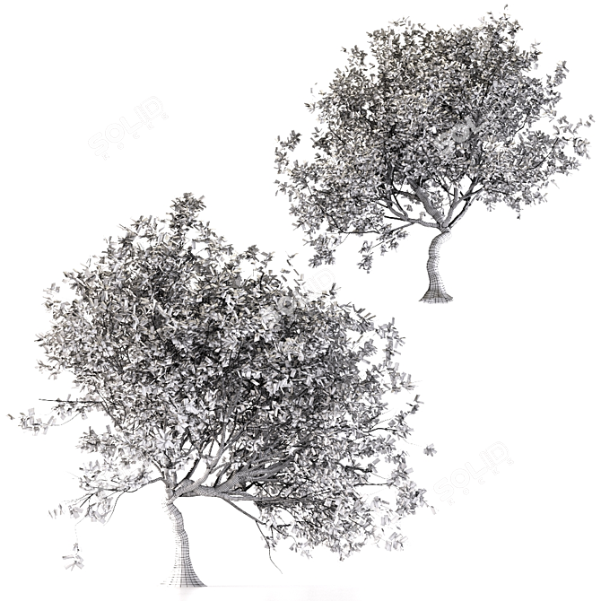 Canyon Oak Trees - Evergreen Beauty 3D model image 4