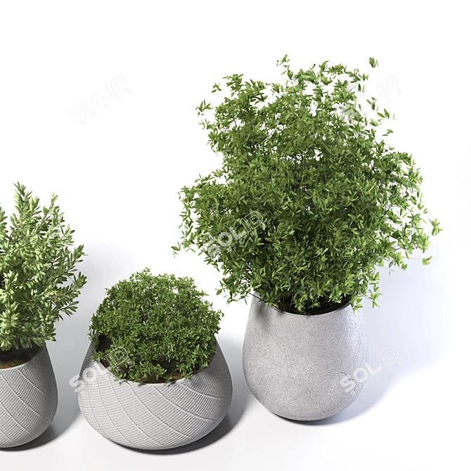 Lush Olive Plant Collection 3D model image 3