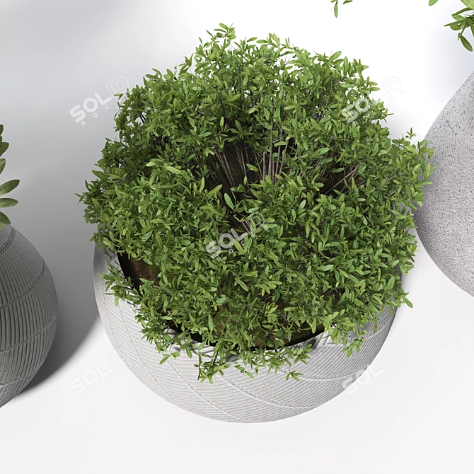 Lush Olive Plant Collection 3D model image 4