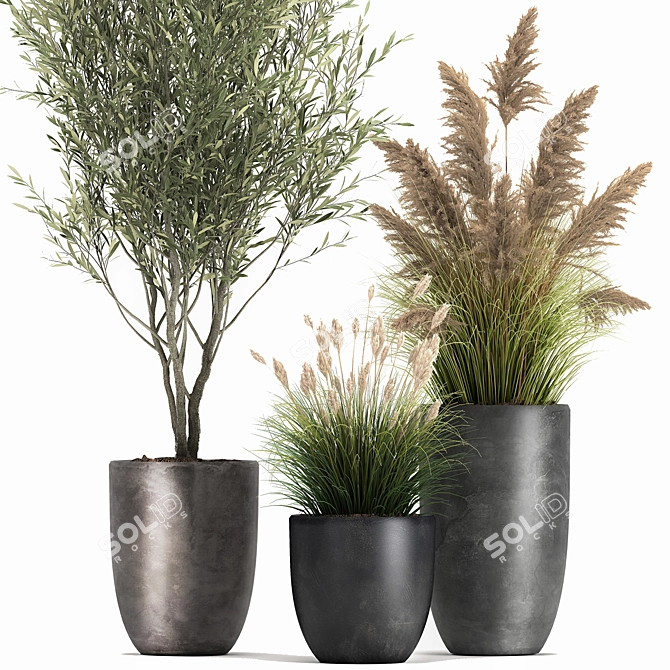 Exotic Plant Collection: Decorative Trees, Reed Grass, and Olive Trees 3D model image 4