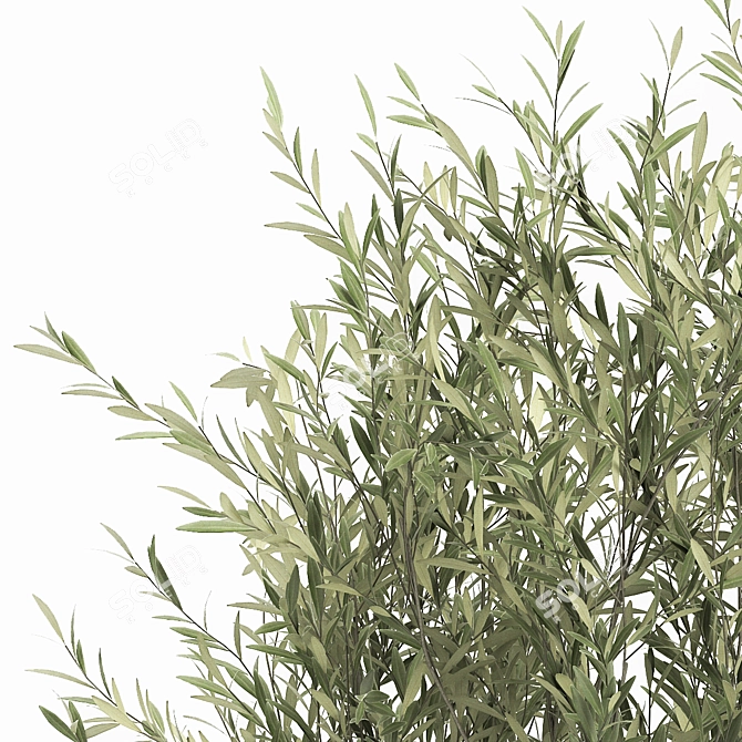 Exotic Plant Collection: Decorative Trees, Reed Grass, and Olive Trees 3D model image 6