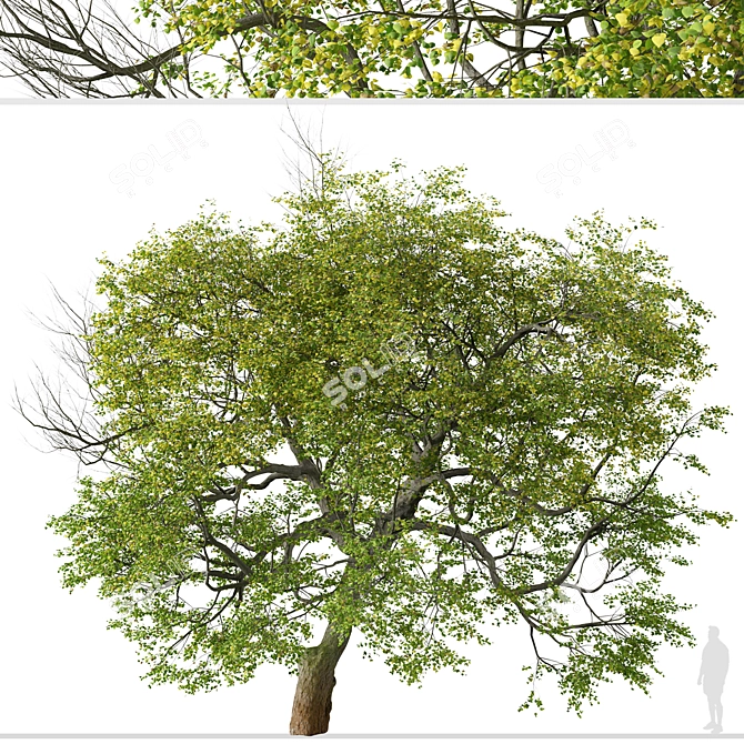 Pair of Tilia Cordata Trees 3D model image 2