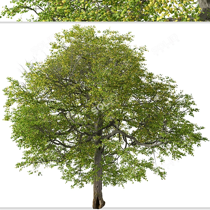 Pair of Tilia Cordata Trees 3D model image 3