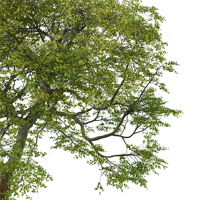 Pair of Tilia Cordata Trees 3D model image 4