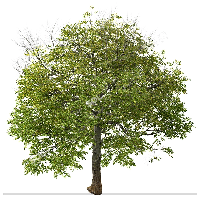 Pair of Tilia Cordata Trees 3D model image 5