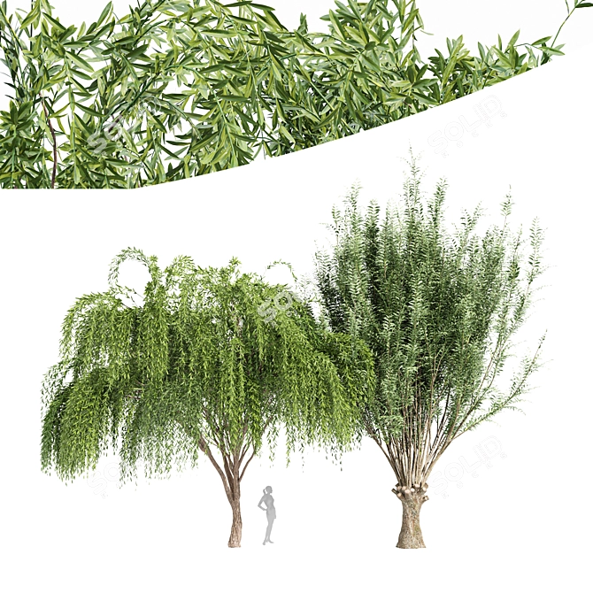 Cascade Willow Tree: Stunning 3D Model 3D model image 1