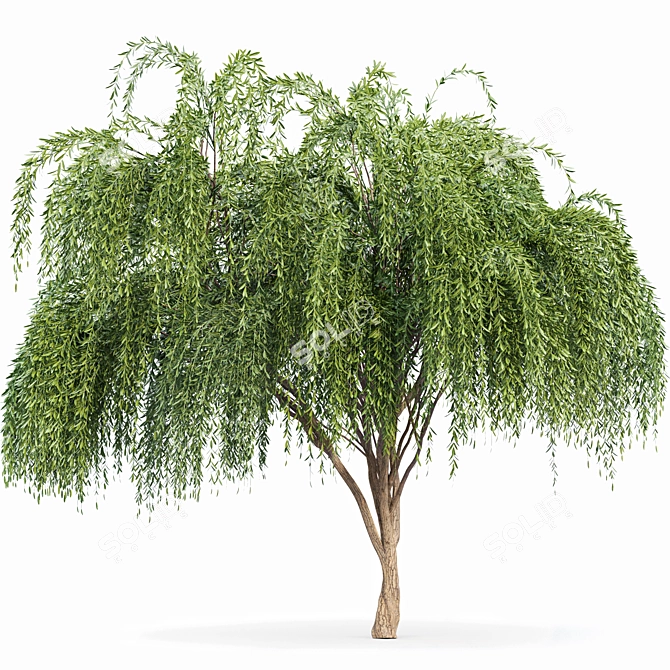 Cascade Willow Tree: Stunning 3D Model 3D model image 2