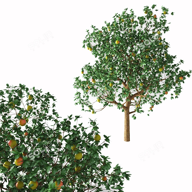 Majestic Apple Tree - 3.5m Tall 3D model image 1