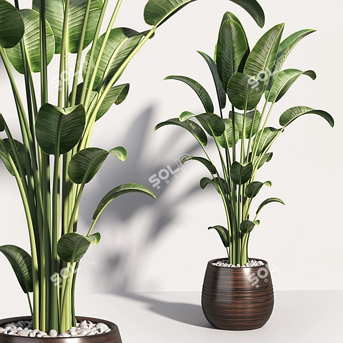 Tropical Greenery Collection 3D model image 3