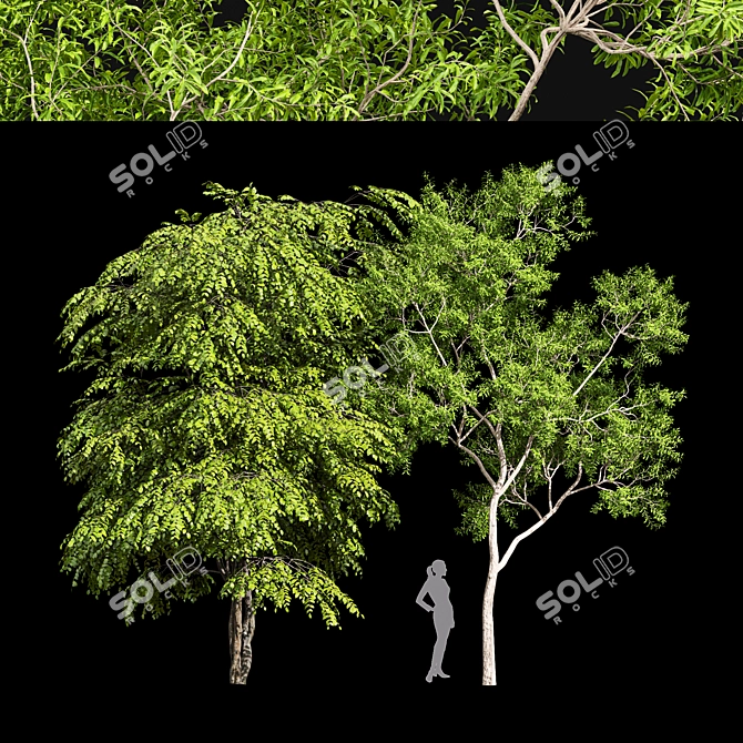 Ethereal European Bladdernut Tree 3D model image 1