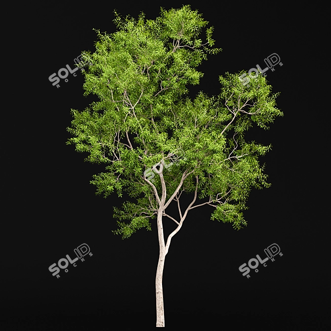 Ethereal European Bladdernut Tree 3D model image 3