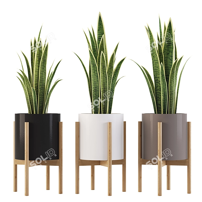 Elegant Sansevieria Indoor Plant 3D model image 1