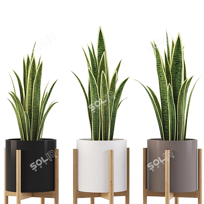 Elegant Sansevieria Indoor Plant 3D model image 2