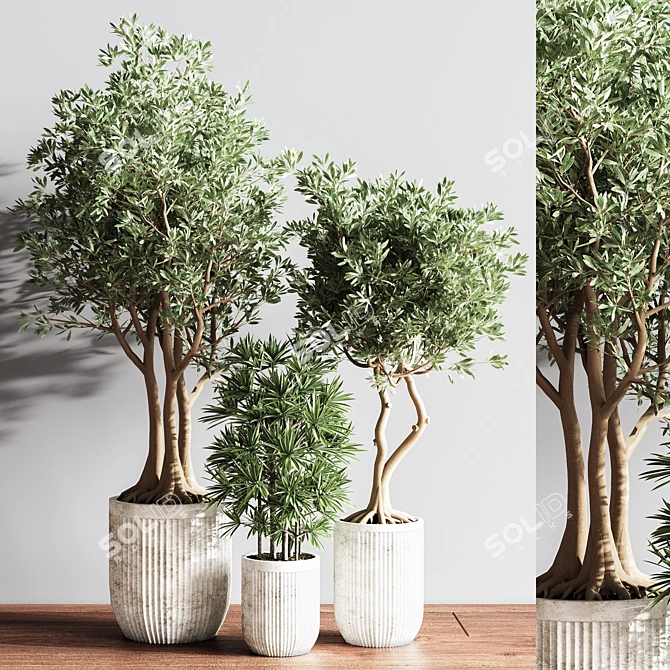 Modern Indoor Plant Set 3D model image 4