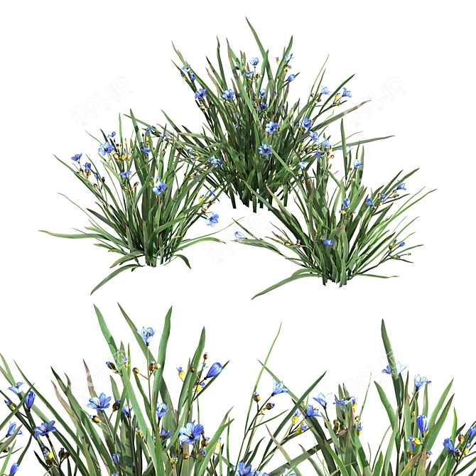 BlueEyeGrass: Stunning 3D Ground Cover 3D model image 1