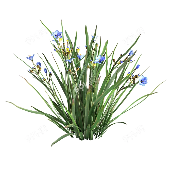 BlueEyeGrass: Stunning 3D Ground Cover 3D model image 3