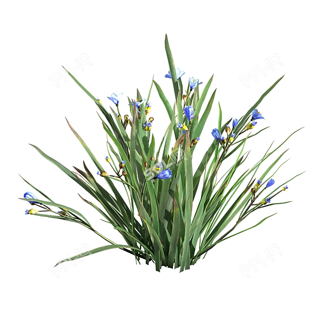 BlueEyeGrass: Stunning 3D Ground Cover 3D model image 4