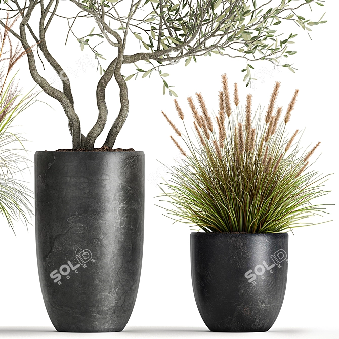 Exotic Plant Collection: Decorative Olives & Reed Bushes 3D model image 2