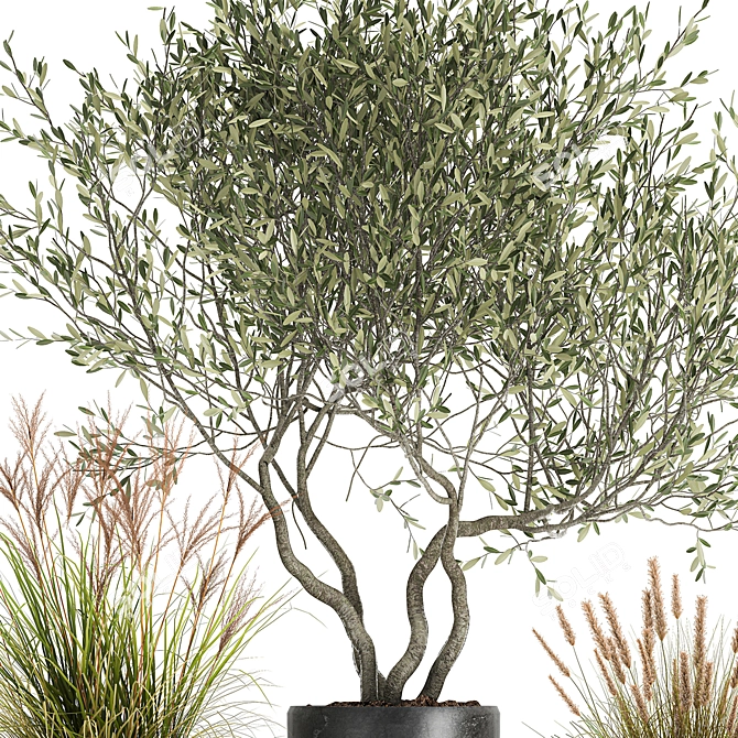 Exotic Plant Collection: Decorative Olives & Reed Bushes 3D model image 3