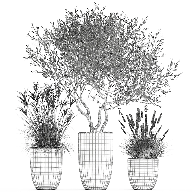 Exotic Plant Collection: Decorative Olives & Reed Bushes 3D model image 7