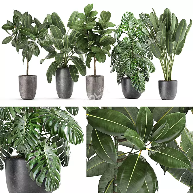 Tropical Plant Collection: Ficus, Banana, Monstera 3D model image 1