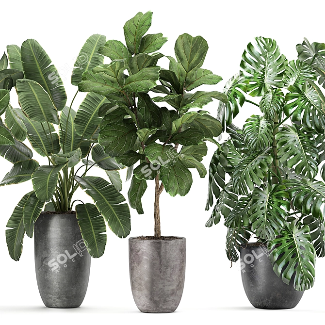 Tropical Plant Collection: Ficus, Banana, Monstera 3D model image 5