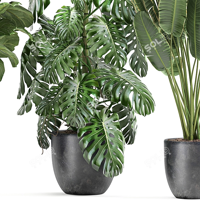 Tropical Plant Collection: Ficus, Banana, Monstera 3D model image 6