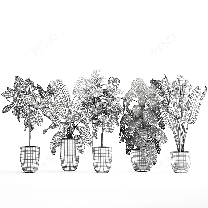 Tropical Plant Collection: Ficus, Banana, Monstera 3D model image 7