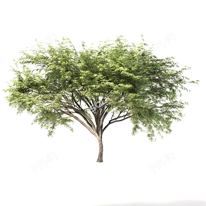 2 Acacia Trees: Polys - 281,792 & 589,772 3D model image 3