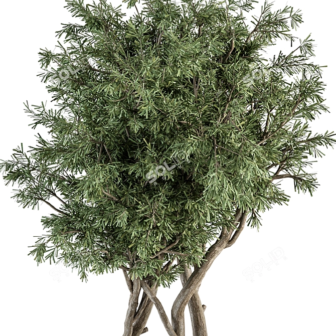 Evergreen Needle Tree & Bush Set 3D model image 3
