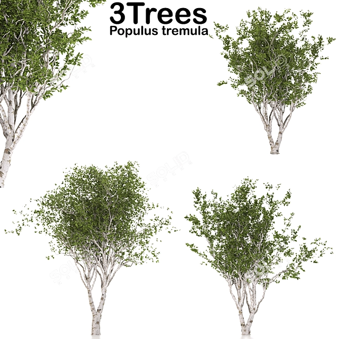 Eurasian Aspen Trio: Quaking Beauty 3D model image 1