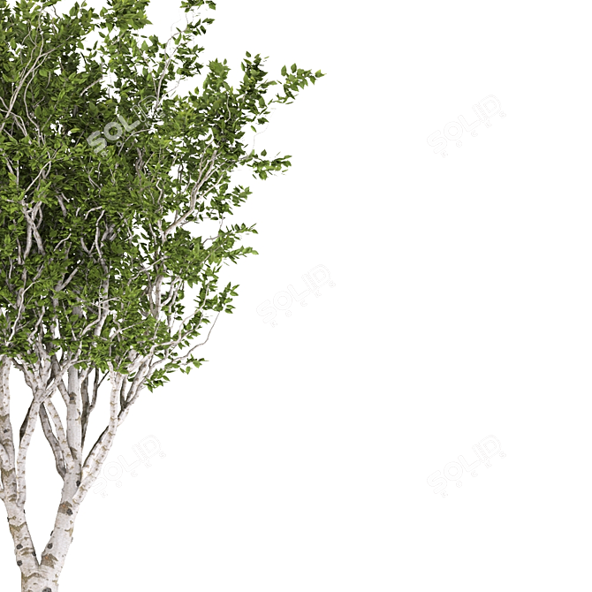 Eurasian Aspen Trio: Quaking Beauty 3D model image 2